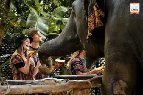 Tourists feeding bananas to elephants at sanctuary