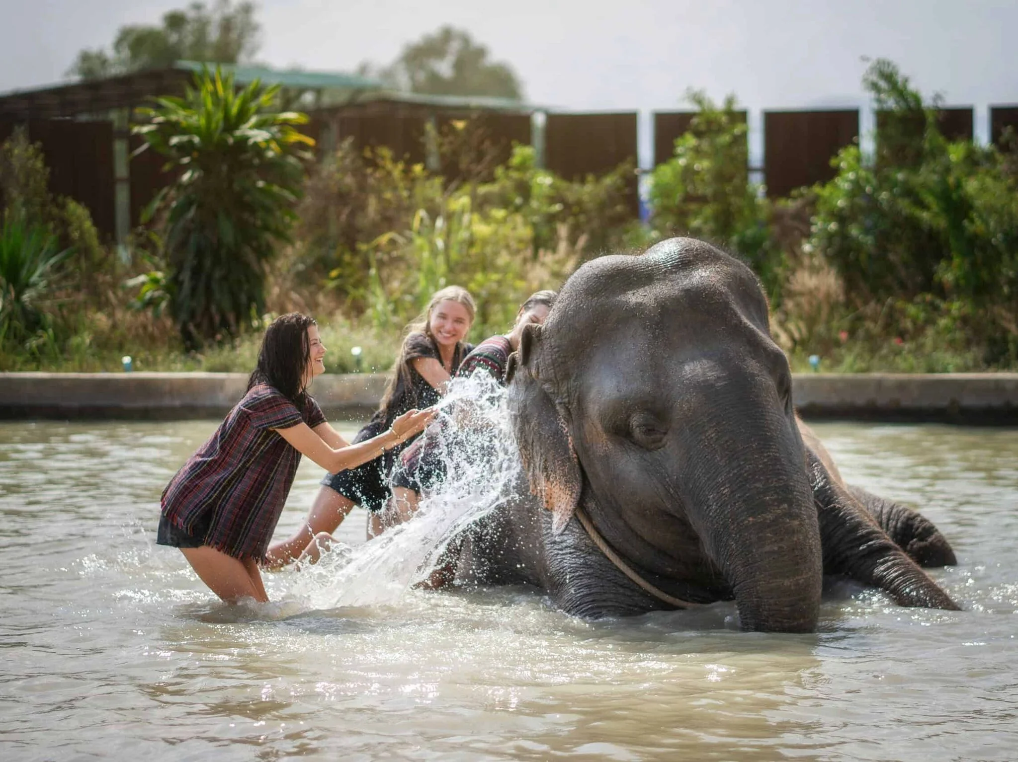 Elephant Jungle Sanctuary: Half-Day Program