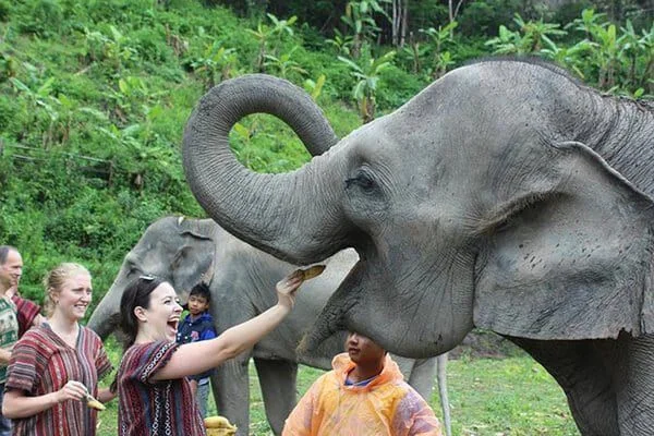 Close interaction feeding elephant in natural setting