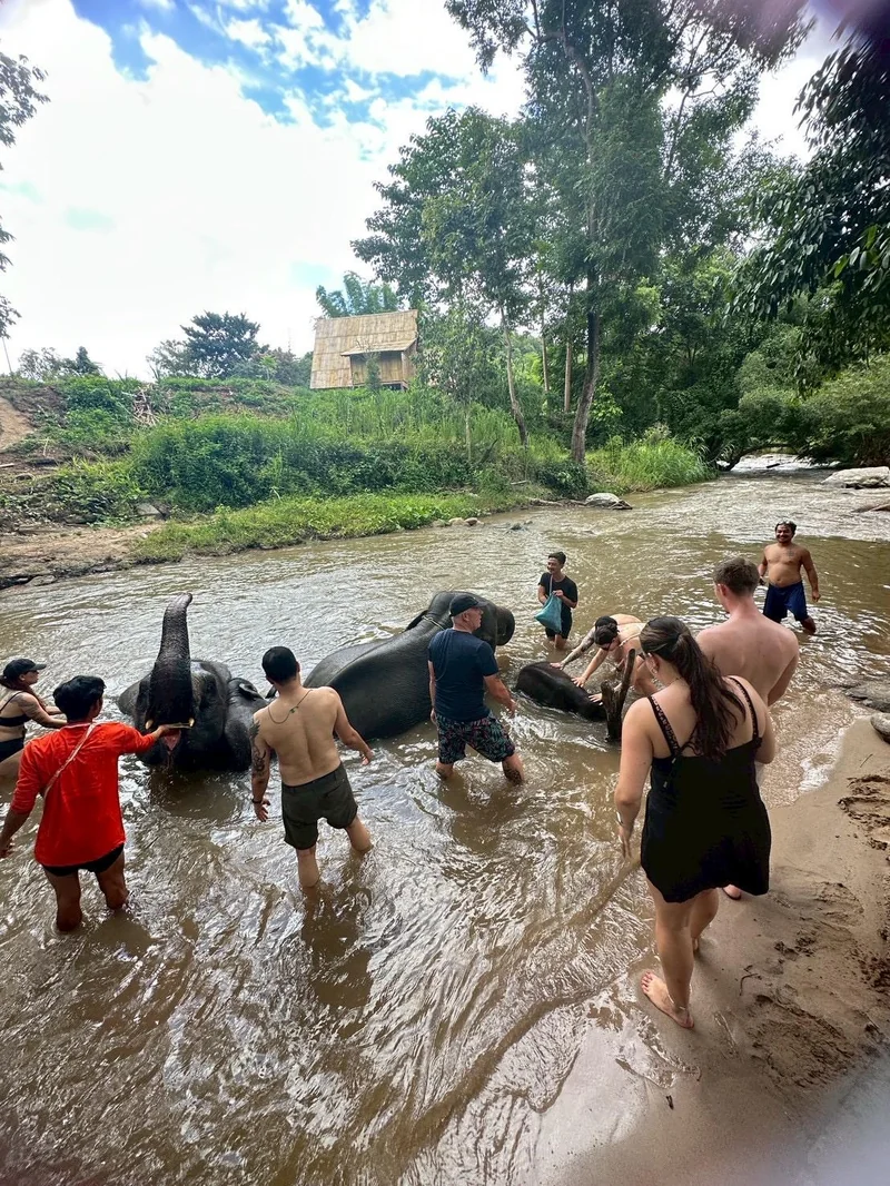 Elephant bathing in river