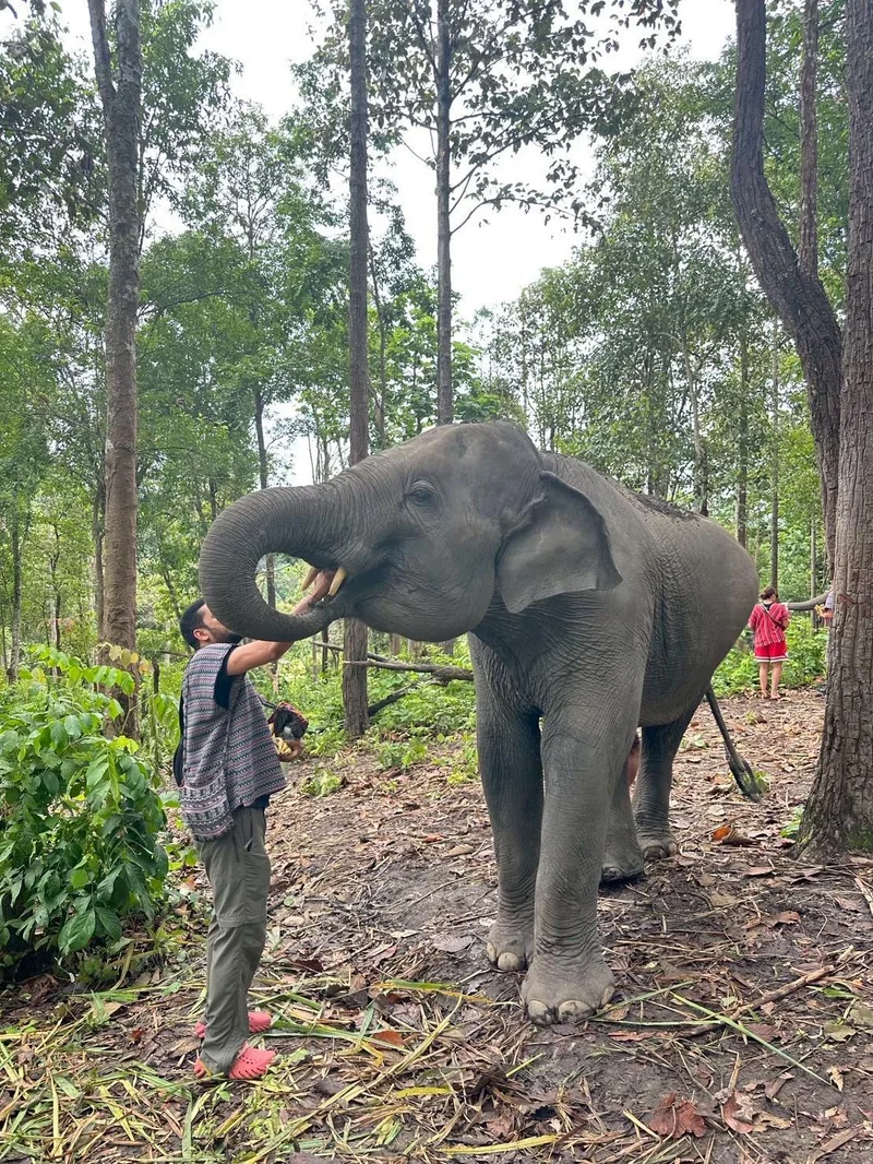 Feeding elephants in sanctuary