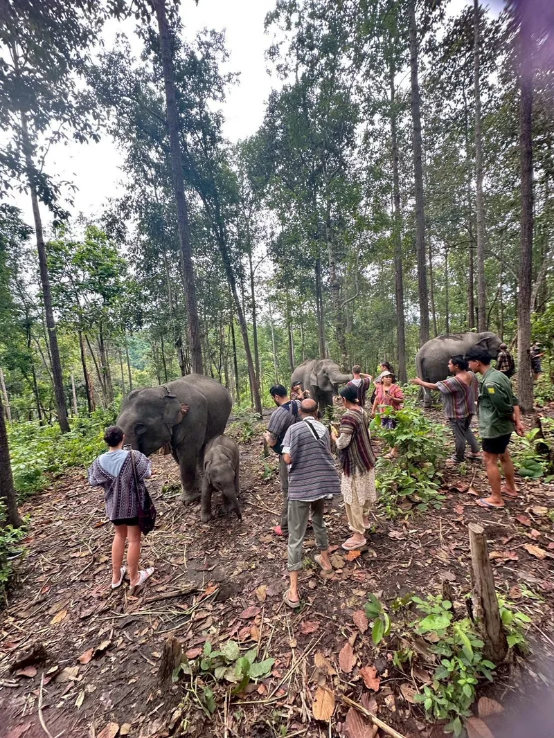 Group experience with elephants